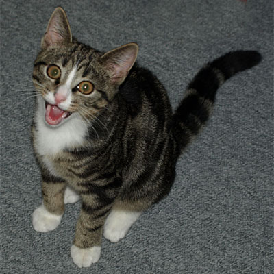 gladcat.jpg
