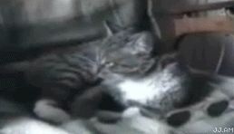 brocat